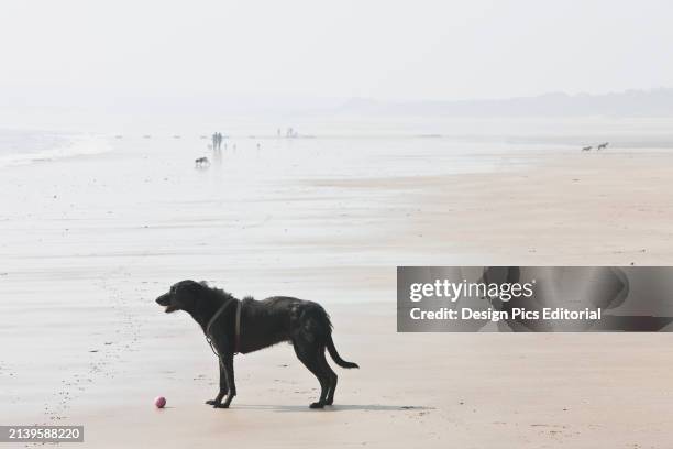 Dog With His Ball on The Wet Newgale Beach. Wales.