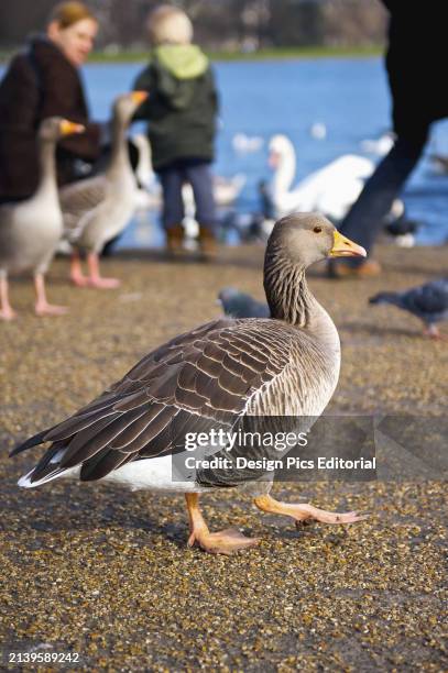 Goose Walks on The Shore at The Water's Edge of The Serpentine, Kensington Gardens. London, England.