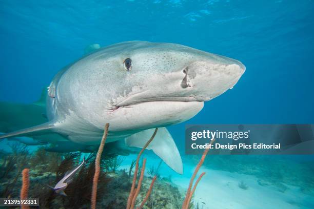 The front end of a Tiger shark , Tiger Beach, in the Atlantic Ocean. Bahamas.