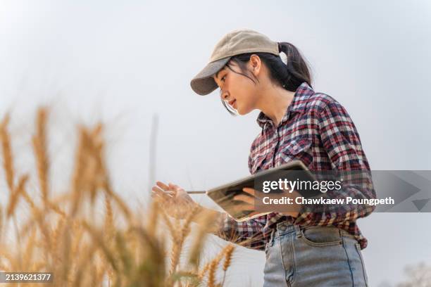 young female farmer using technology to help with her farming, using her computer tablet to track data of her barley crop in the field - organic farm stock pictures, royalty-free photos & images