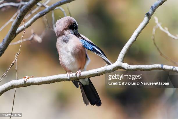 beautiful eurasian jay (garrulus glandarius, family comprising crows).

at omachi park natural observation garden, ichikawa, chiba, japan,
photo by march 30, 2024. - 千葉県 stock pictures, royalty-free photos & images