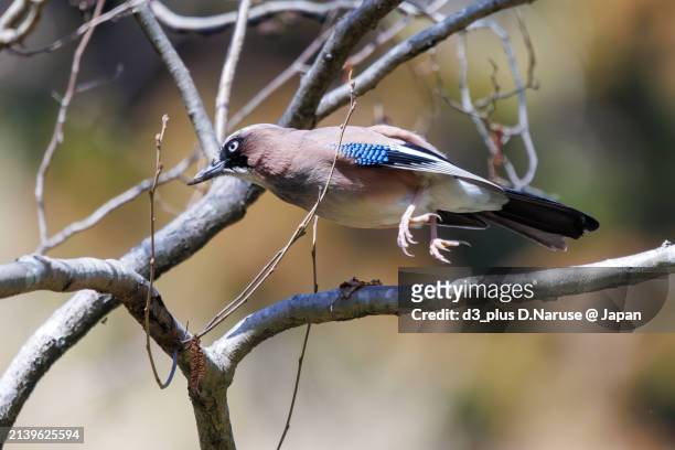 beautiful eurasian jay (garrulus glandarius, family comprising crows).

at omachi park natural observation garden, ichikawa, chiba, japan,
photo by march 30, 2024. - 千葉県 stock pictures, royalty-free photos & images