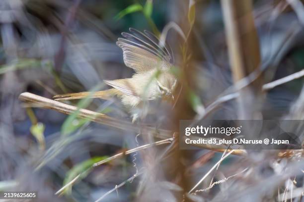 lovely japanese bush warbler (horornis diphone, family comprising the bush warblers) flits about in pine trees looking for food.

at omachi park natural observation garden, ichikawa, chiba, japan,
photo by march 30, 2024. - 千葉県 stock pictures, royalty-free photos & images
