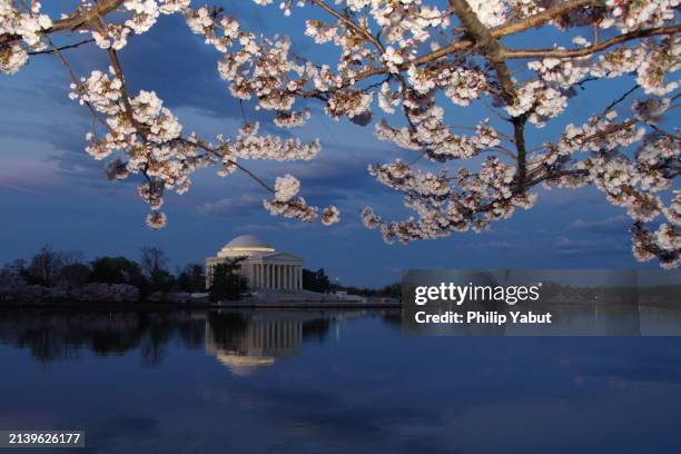 cherry blossom dawn - jefferson memorial - jefferson memorial stock pictures, royalty-free photos & images