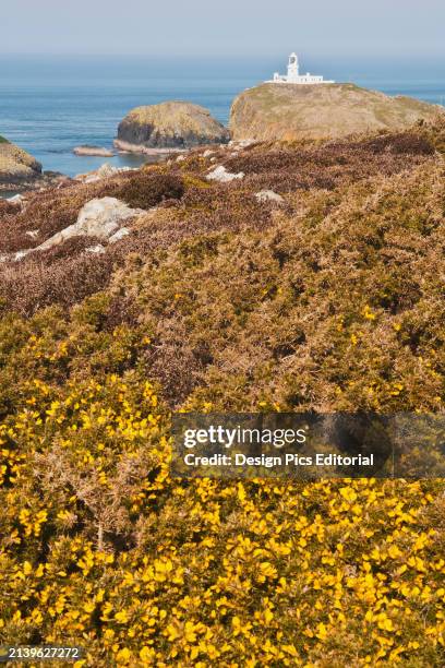 Gorse on Hillside With Strumble Head Lighthouse In The Distance, on The Pembrokeshire Coast Path, South West Wales. Pembrokeshire, Wales.