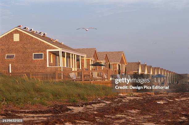 Row of rental cottages on a seaweed strewn beach. Truro, Cape Cod, Massachusetts.