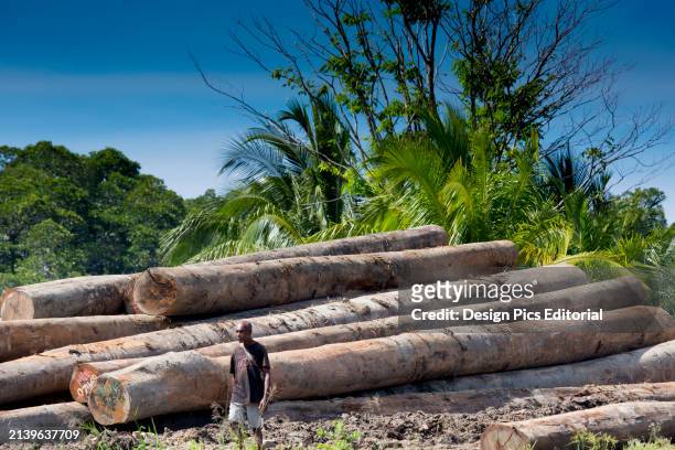 Felled timber in Mou Lagoon, Morobe Province, Papua New Guinea. Morobe Province, Papua New Guinea.