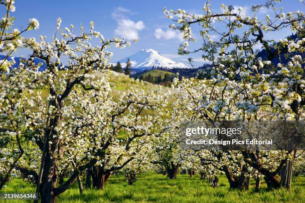 Blossoming apple trees in an orchard in the foreground with snow-covered Mount Adams in Washington State in the distance against a blue sky. Oregon,...