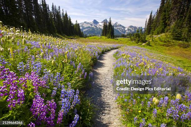 Wildflowers line a trail in Mount Rainier National Park. Paradise, Washington, United States of America.