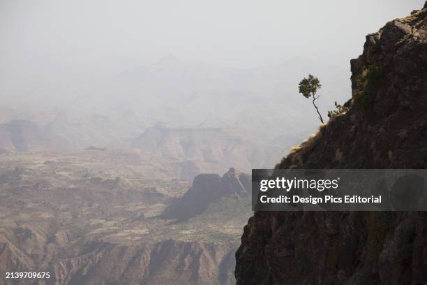 Cliff Face and Tree, Simien Mountains National Park. Amhara Region, Ethiopia.