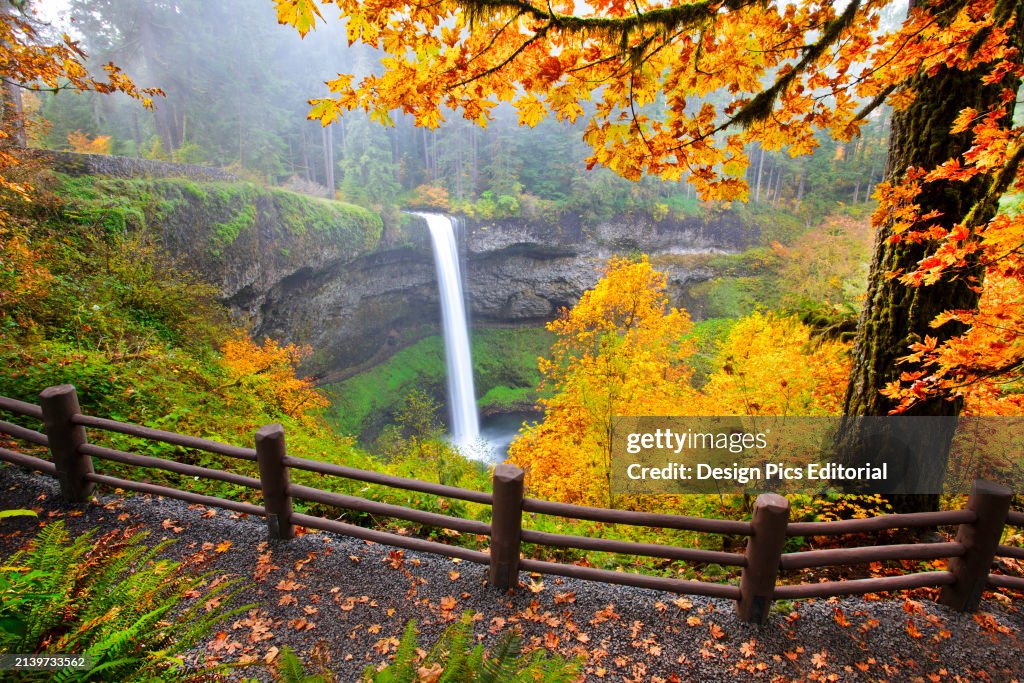Waterfall into a pool in a lush autumn coloured forest, South Falls in Silver Falls State Park. Oregon, United States of America