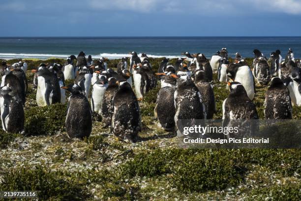 Adult Gentoo Penguins At Bertha's Beach. Falkland Islands.