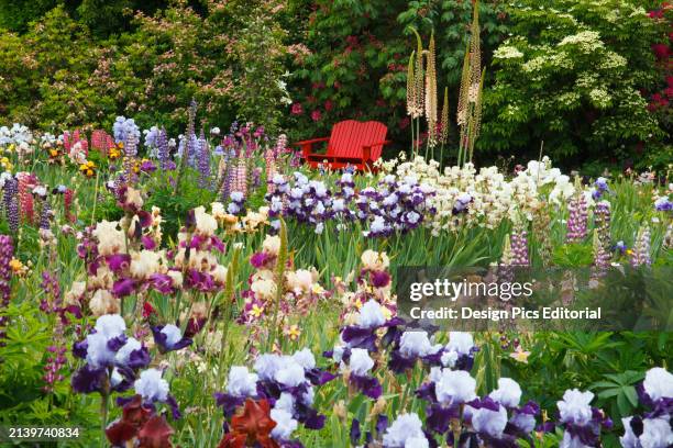 Vibrant coloured bench and blossoming irises in a garden at Schreiner's Iris Gardens in the Willamette Valley, Oregon, USA. Oregon, United States of...