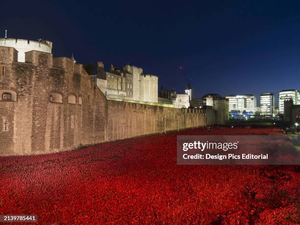Poppies at Tower of London at Dusk. London, England.