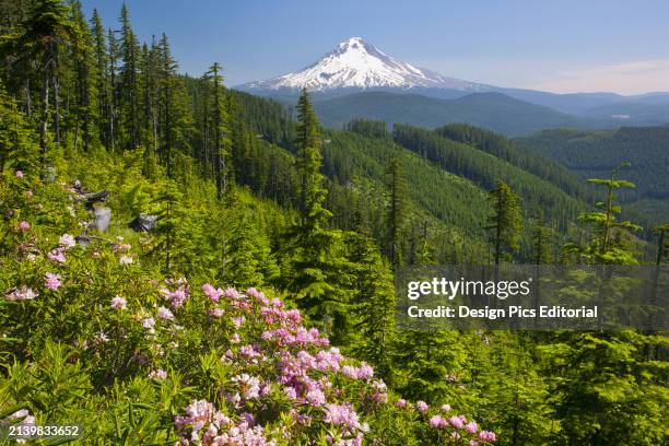 The snow-covered peak of Mount Hood in the distance and Mount Hood National Forest in the foreground with wildflowers blossoming on a hillside....