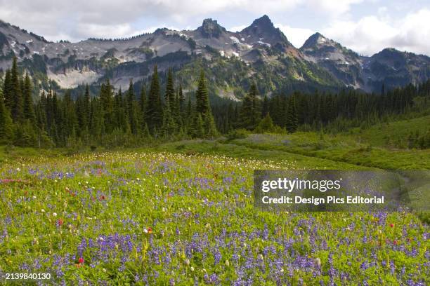 Beautiful blossoming wildflowers in an alpine meadow with a forest and rugged Cascade Range in the background in Mount Rainier National Park....