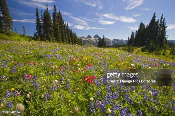 Beautiful blossoming wildflowers in an alpine meadow with a forest and rugged Cascade Range in the background in Mount Rainier National Park....
