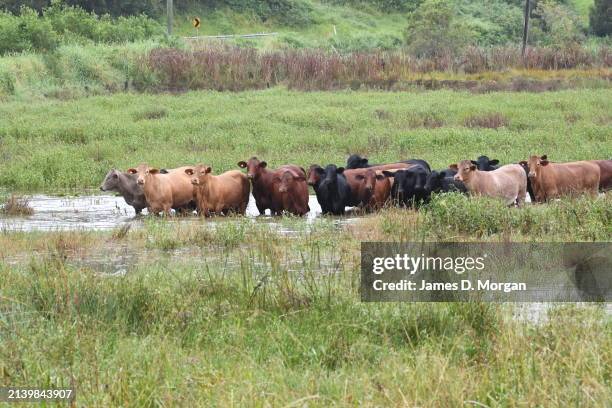 Cattle stand on a flooded paddock after heavy rain on April 05, 2024 in Ballina, Australia. A spell of wet weather arrived across coastal NSW on...