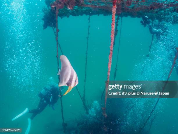 a school of large, beautiful longfin batfish, platax teira  (genus bartlett's swallows) gather on a fish reef.
divers are swimming below.

at kawana port, ito, shizuoka, japan
photo taken june 18, 2023.
by underwater photography. - 波 foto e immagini stock