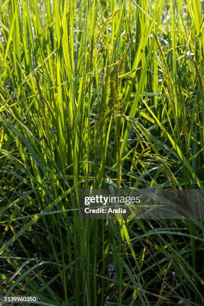 Paddy fields in the province of Mae Hong Son, in the north-west of the country.