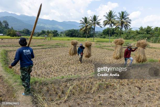 Paddy fields in the province of Mae Hong Son, in the north-west of the country. Manual harvesting of rice.