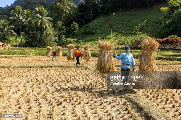 Paddy fields in the province of Mae Hong Son, in the north-west of the country. Manual harvesting of rice.