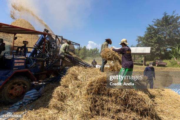 Paddy fields in the province of Mae Hong Son, in the north-west of the country. Rice harvest. Mechanical threshing to separate the grain from the...