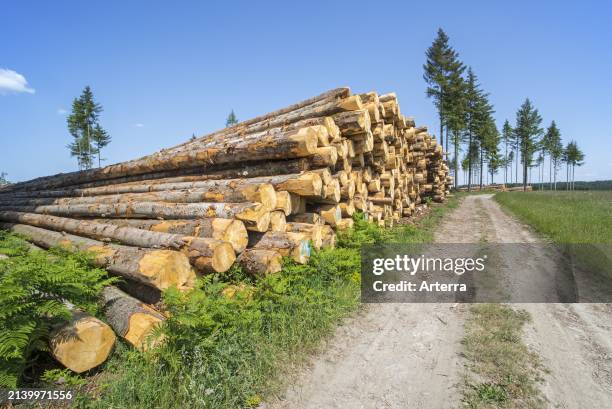 Deforestation showing huge wood pile of tree trunks in coniferous clearcut forest with a few remaining pine trees, Vlessart, Belgian Ardennes,...