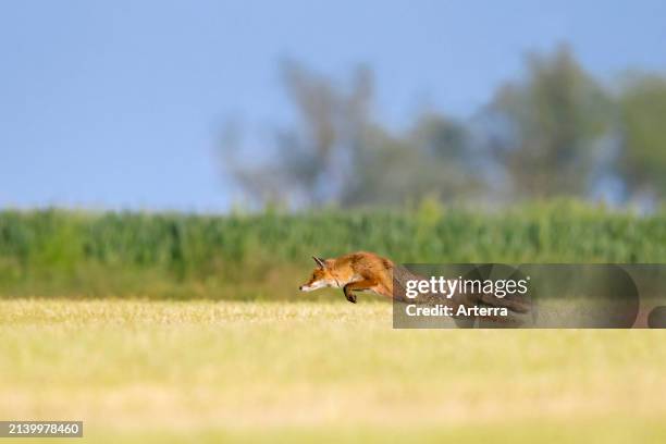 Red fox hunting mice / voles by leaping through the air and pouncing upon the rodent in freshly mowed meadow / cut grassland in summer.