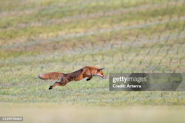 Red fox hunting mice / voles by leaping through the air and pouncing upon the rodent in freshly mowed meadow / cut grassland in summer.