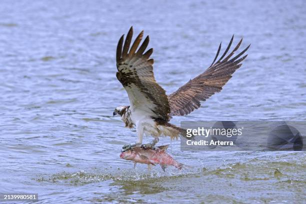 Western osprey with caught fish in its talons, taking off from water surface of lake in late summer.