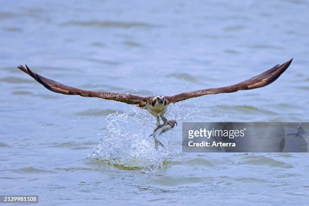 Western osprey with caught fish in its talons, taking off from water surface of lake in late summer.