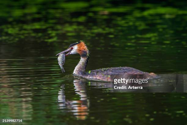 Great crested grebe with caught fish prey in beak swimming back to feed chicks in pond in summer.
