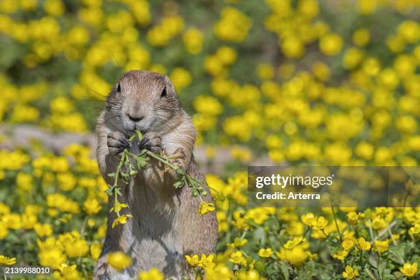 Black-tailed prairie dog juvenile, native to the Great Plains of North America, eating flowers in spring.