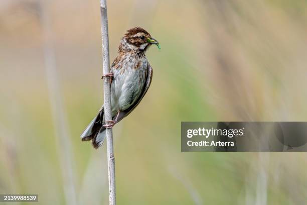 Common reed bunting female perched in reed bed / reedbed with caterpillar prey in beak as food for young in late spring.