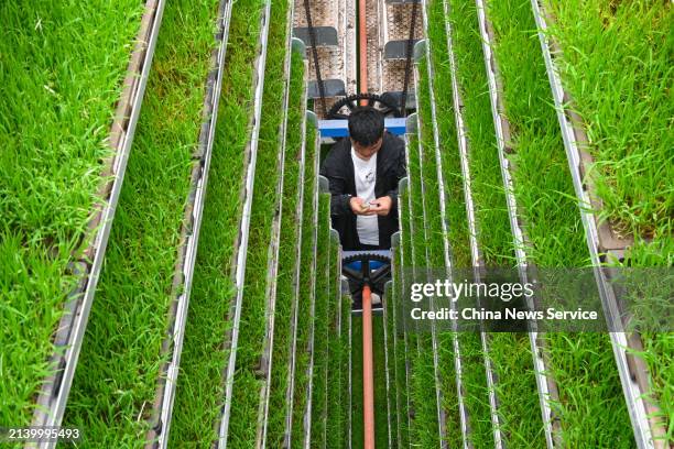 Demo Farm Rice 500 Rice Planter Stock Photos, High-Res Pictures, and Images - Getty Images