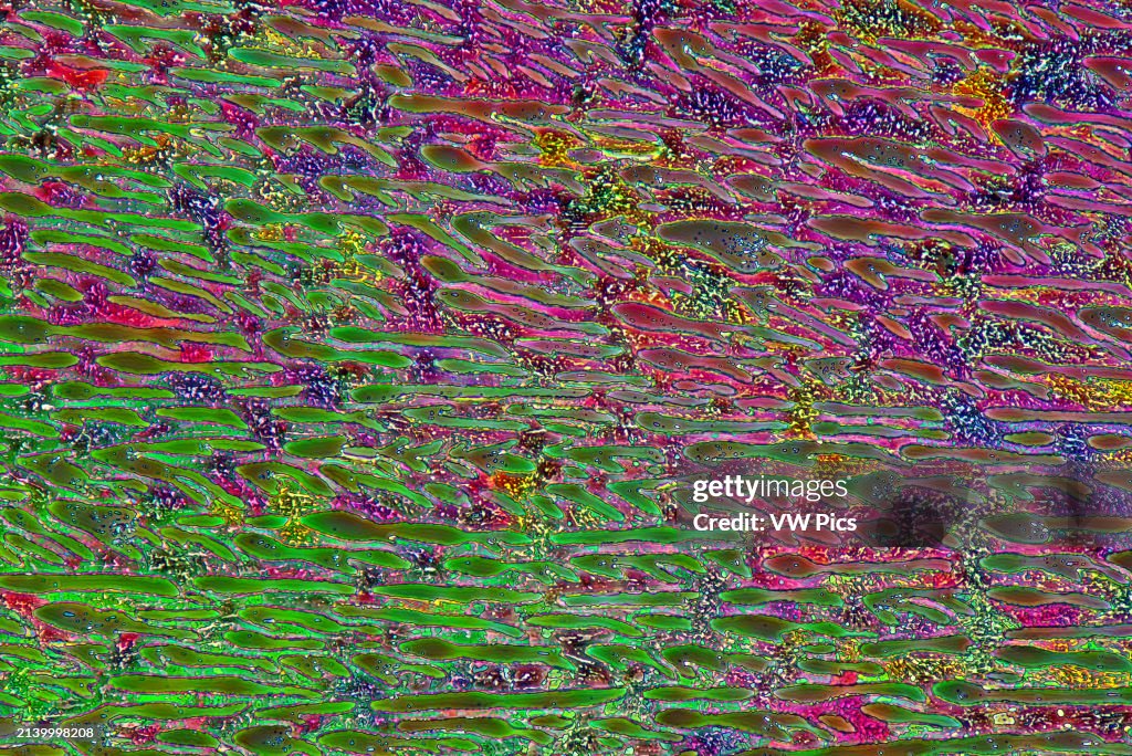 The image presents crystallized mixture of sulfur and erythritol, photographed through the microscope in polarized light at a magnification of 100X