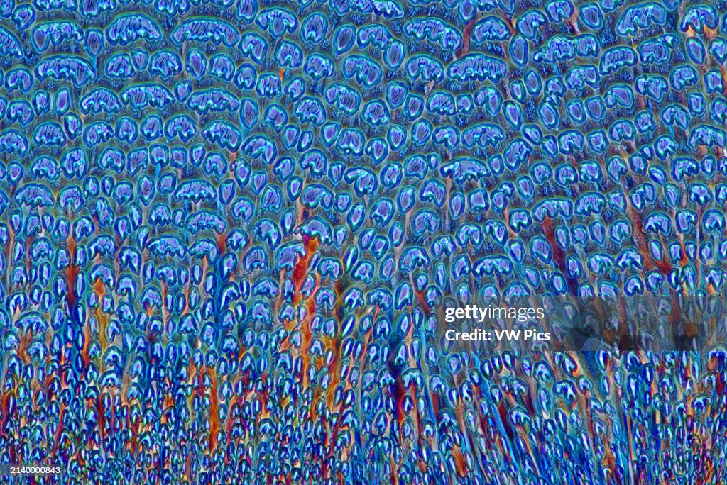 The image presents crystallized mixture of erythritol and TRIS, photographed through the microscope in polarized light at a magnification of 100X