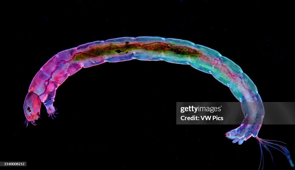 The image presents diptera larva, photographed through the microscope in polarized light at a magnification of 100X