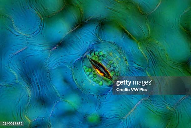 The image presents a single stoma in Spathiphyllum sp. Leaf epidermis, photographed through the microscope in polarized light at a magnification of...