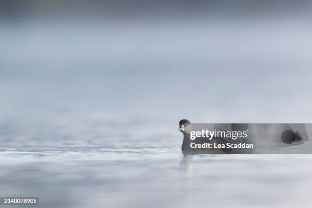 hoary-headed grebe - vertebras photos et images de collection