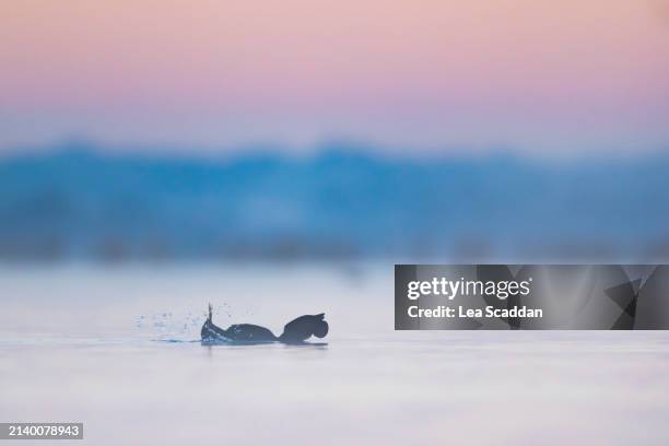 102 Musk Lake Stock Photos, HighRes Pictures, and Images Getty Images