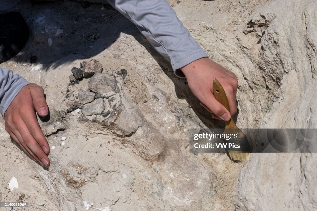 Dinosaur bone fossil being excavated in the Burpee Dinosaur Quarry