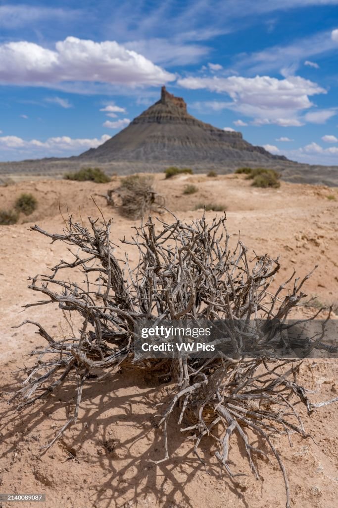The dead wood skeleton of a Blackbrush plant