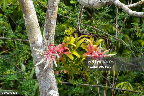 The pink inflorescence & flowers of a Shirley Temple Pant, Tillandsia streptophylla, on a tree by the New River in Belize.