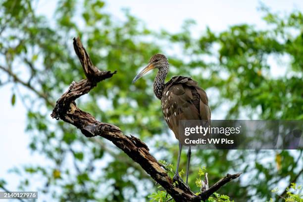 Limpkin, Aramus guarauna, perched in a tree along the New River in the Orange Walk District of Belize.