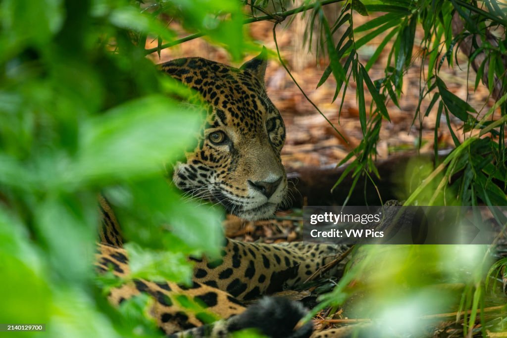 A Jaguar, Panthera onca, in the Belize Zoo