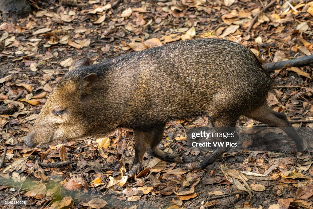 White-lipped Peccary, Tayassu pecari, in the Belize Zoo