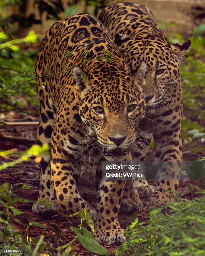 Two Jaguars, Panthera onca, in the Belize Zoo