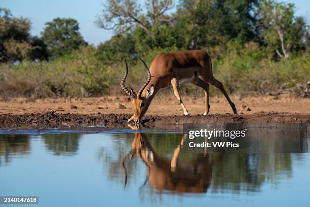 Impala drinking at waterhole, Mashatu Game Reserve, Botswana.